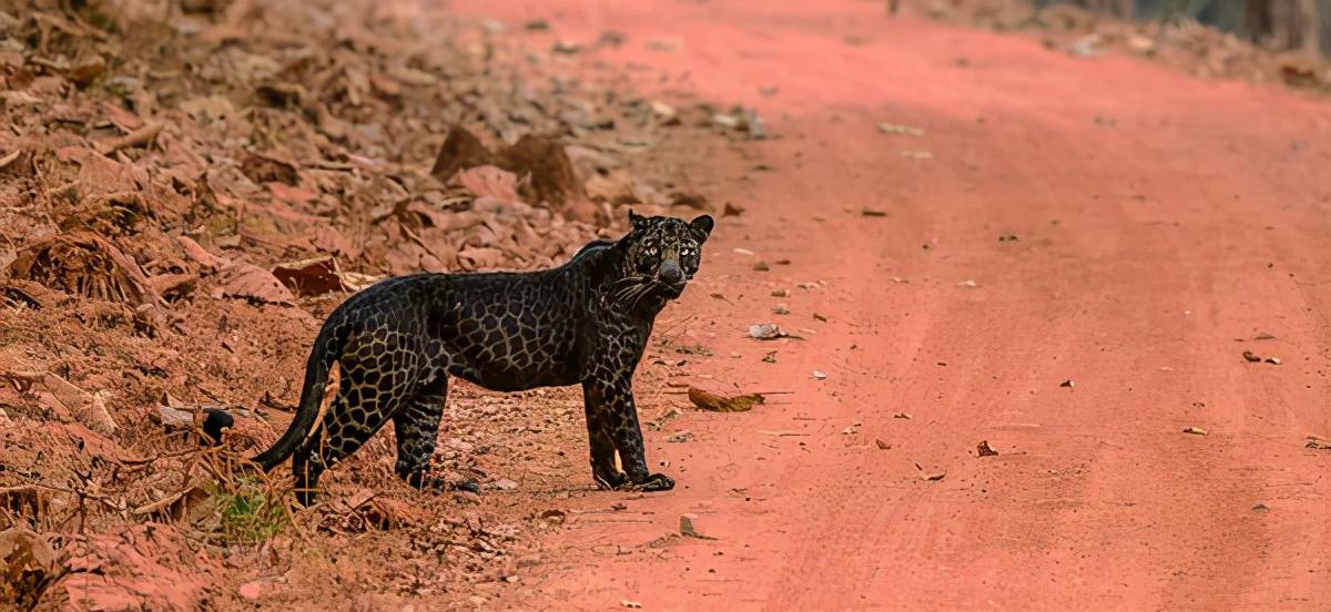 原创印度发现超罕见的黑化美洲豹豹纹明显面露凶光正在追杀一头鹿
