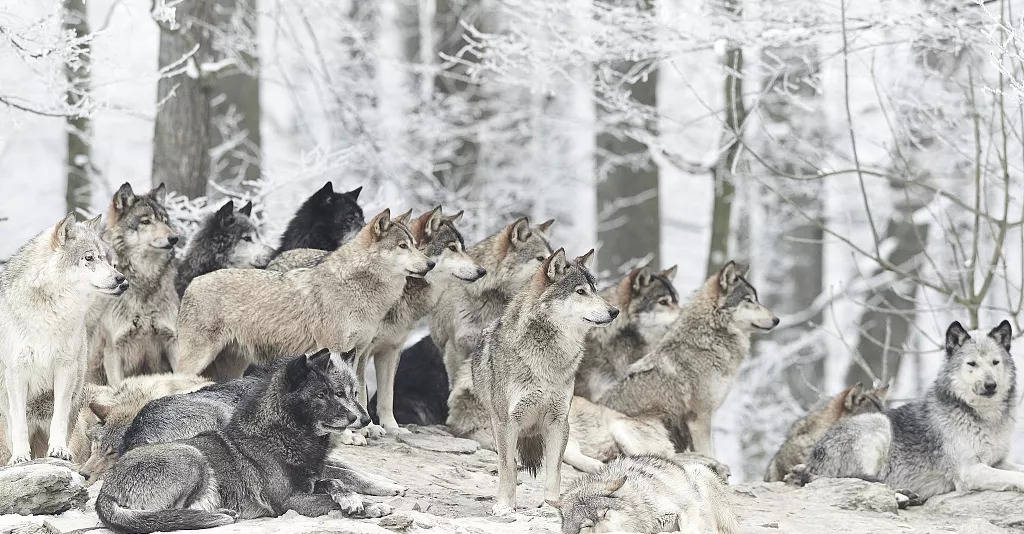 以家庭为单位的狼群中,低级狼并无交配权,如何繁衍自己的后代?