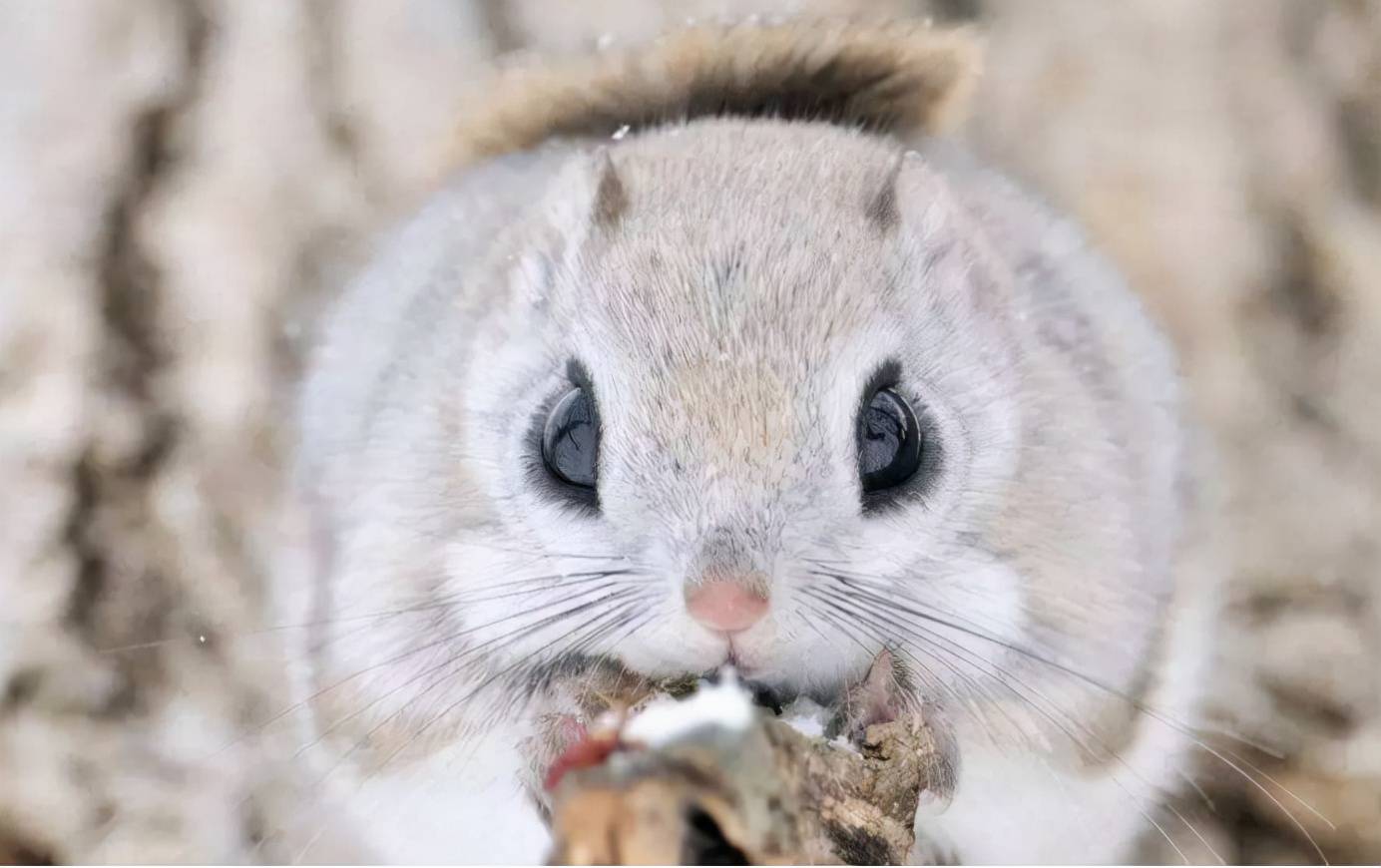 虽然和复齿鼯鼠一样,都是属于松鼠科,不过,小飞鼠的体型却要更小一点