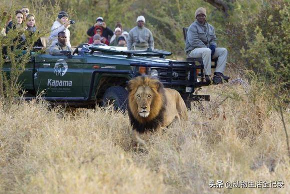 独狮王马库鲁:养育众多后代,16岁时被三个儿子攻击