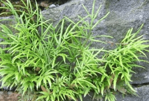 是治腹泻的良药,价值很珍贵,遇上要珍惜_凤尾草_中草药_功效