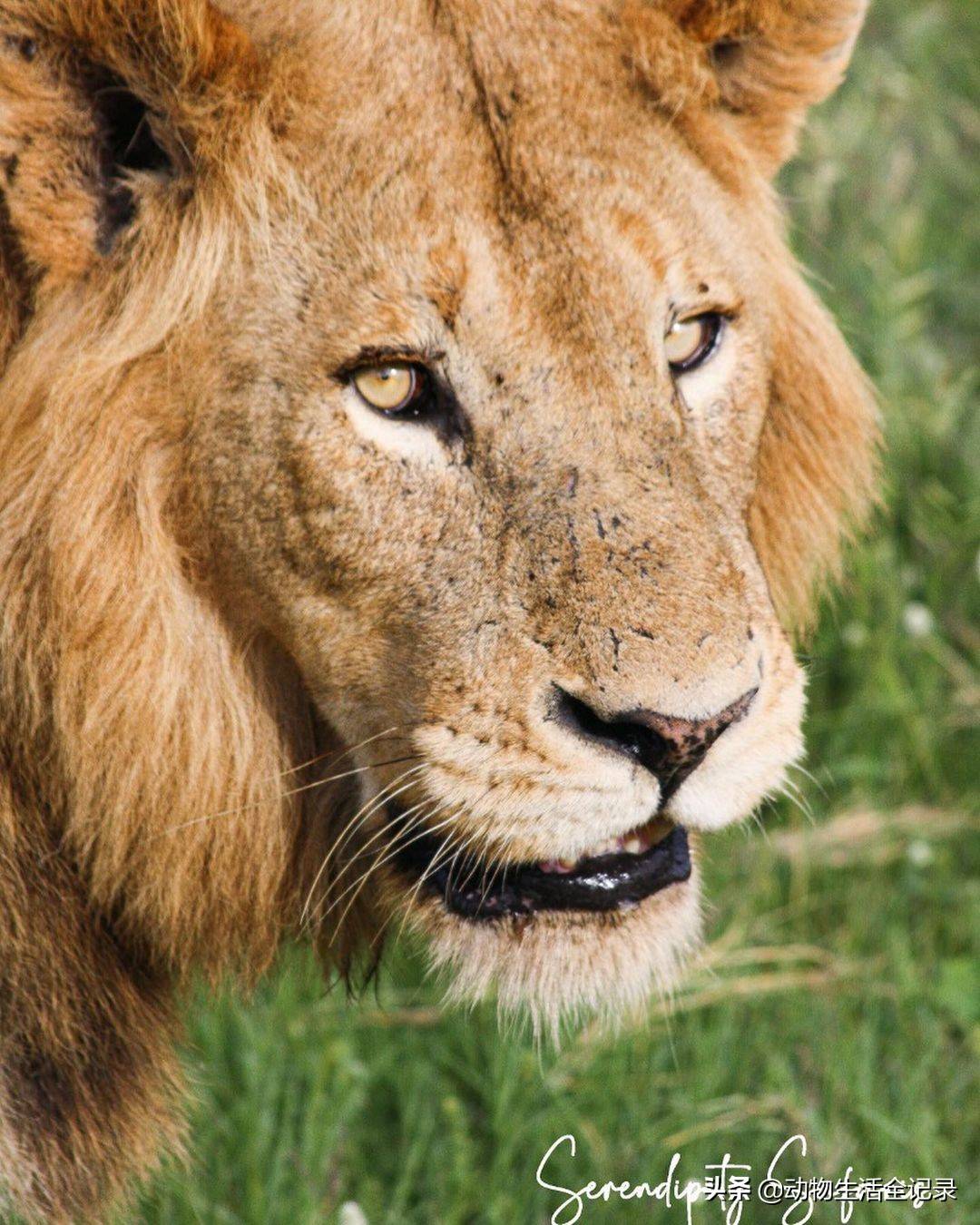 渥太华狮群少年团:四名少年依旧茁壮成长,未来在哪里呢_马五_雄狮