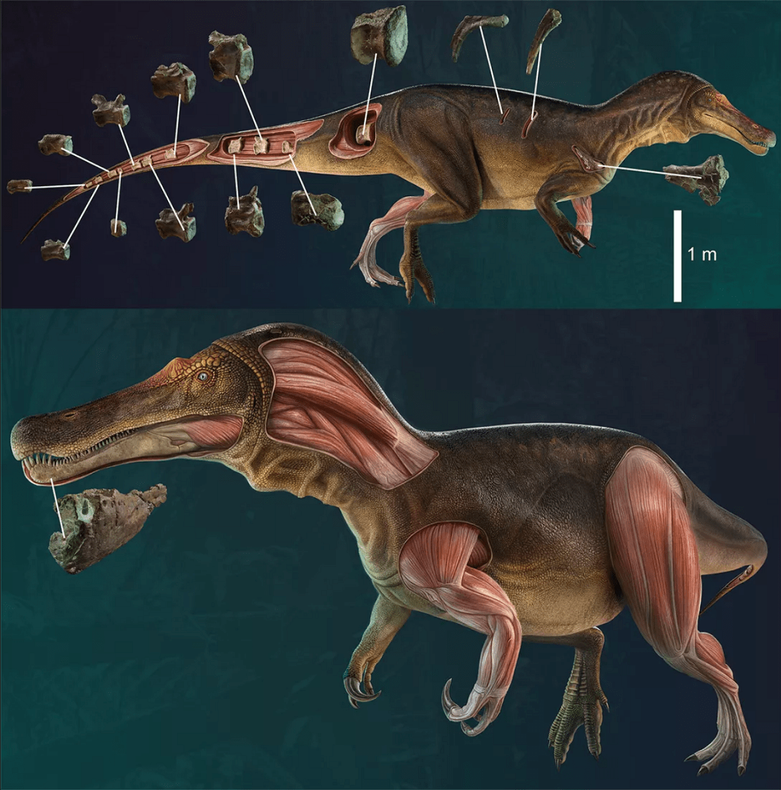 古生物学家发现一种新棘龙类恐龙:鳄鱼脸,生活在1