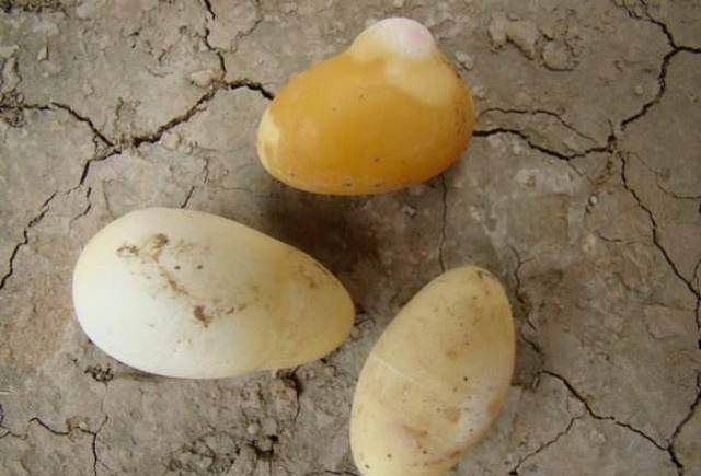 一个是因为传统观念的影响,一个还是因为蛇蛋比较少