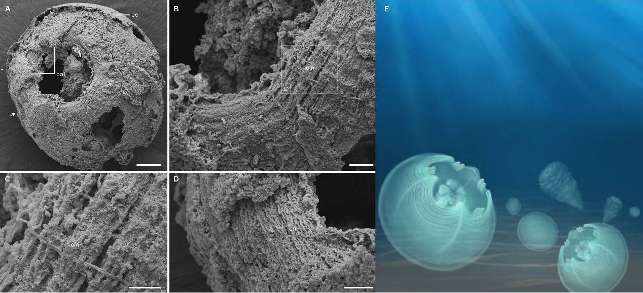 寒武纪最古老的游泳型水母的肌肉类型找到了化石证据