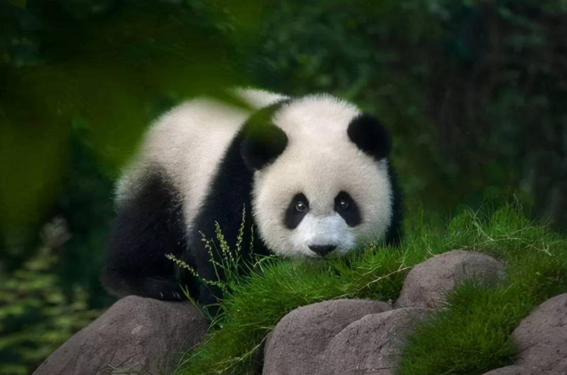 四川大熊猫陕西大熊猫图片