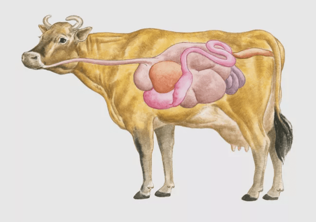 原创动物们都有哪些器官系统