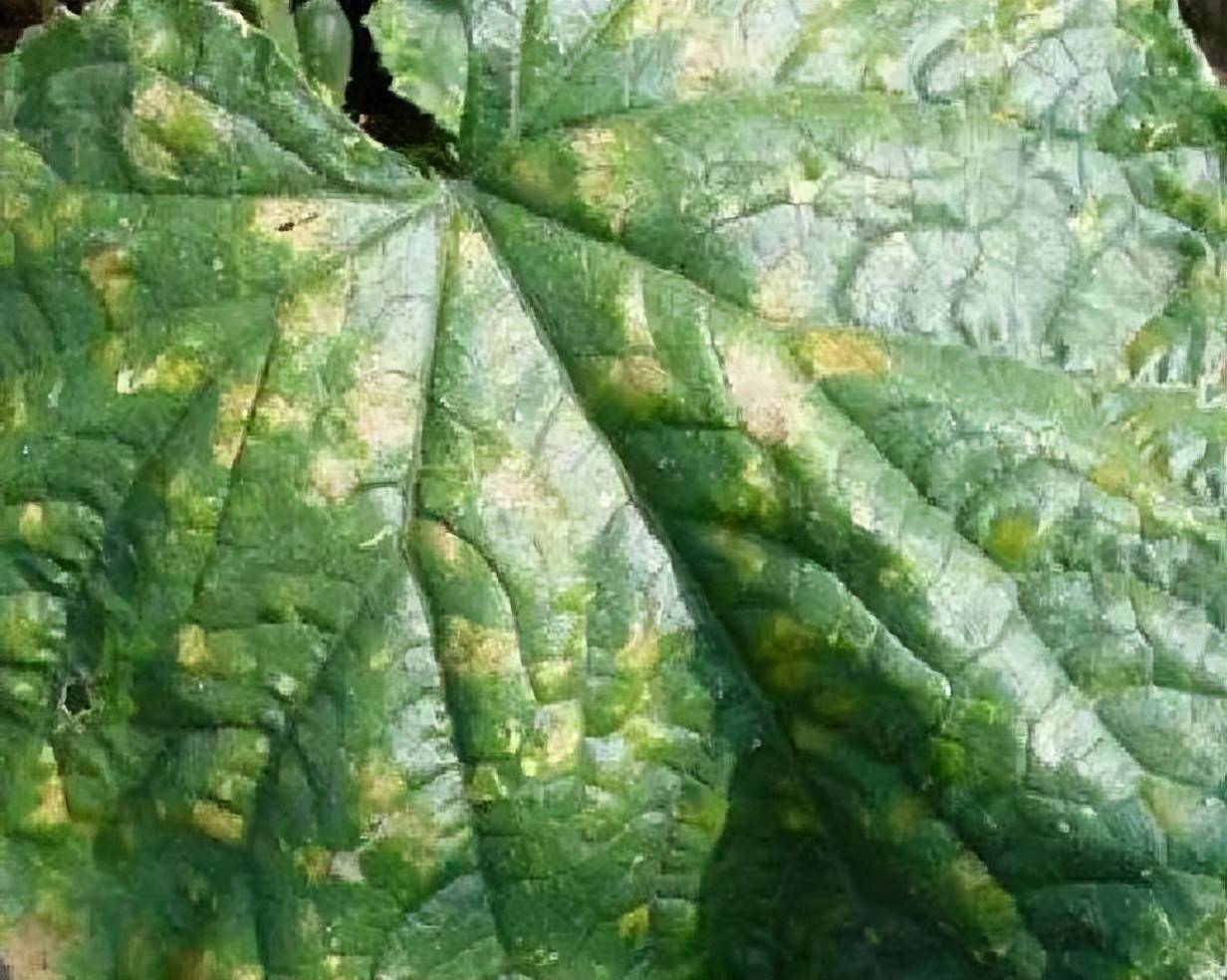 黄瓜黑斑病防治措施