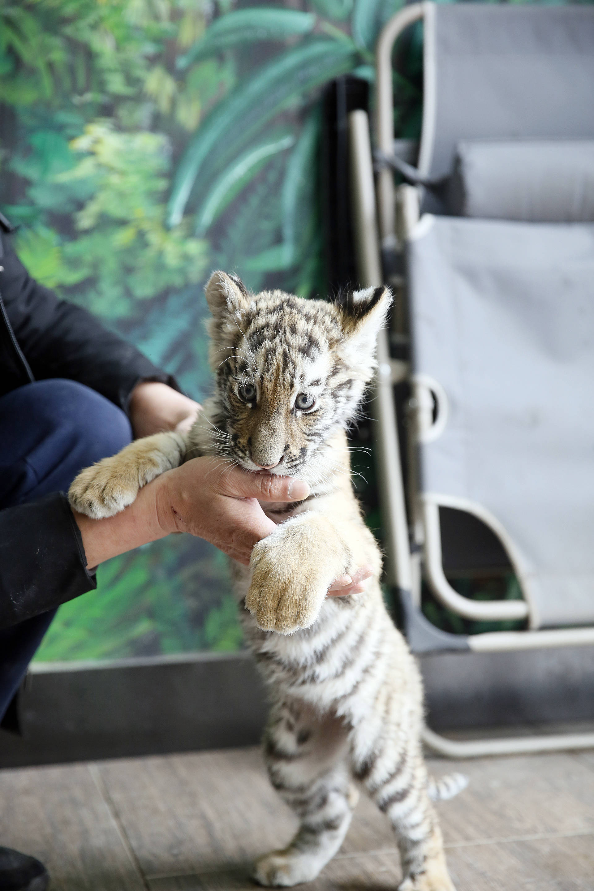 在包头劳动公园的动物园里,由东北虎,白虎组成的"小虎队"成为了当之无