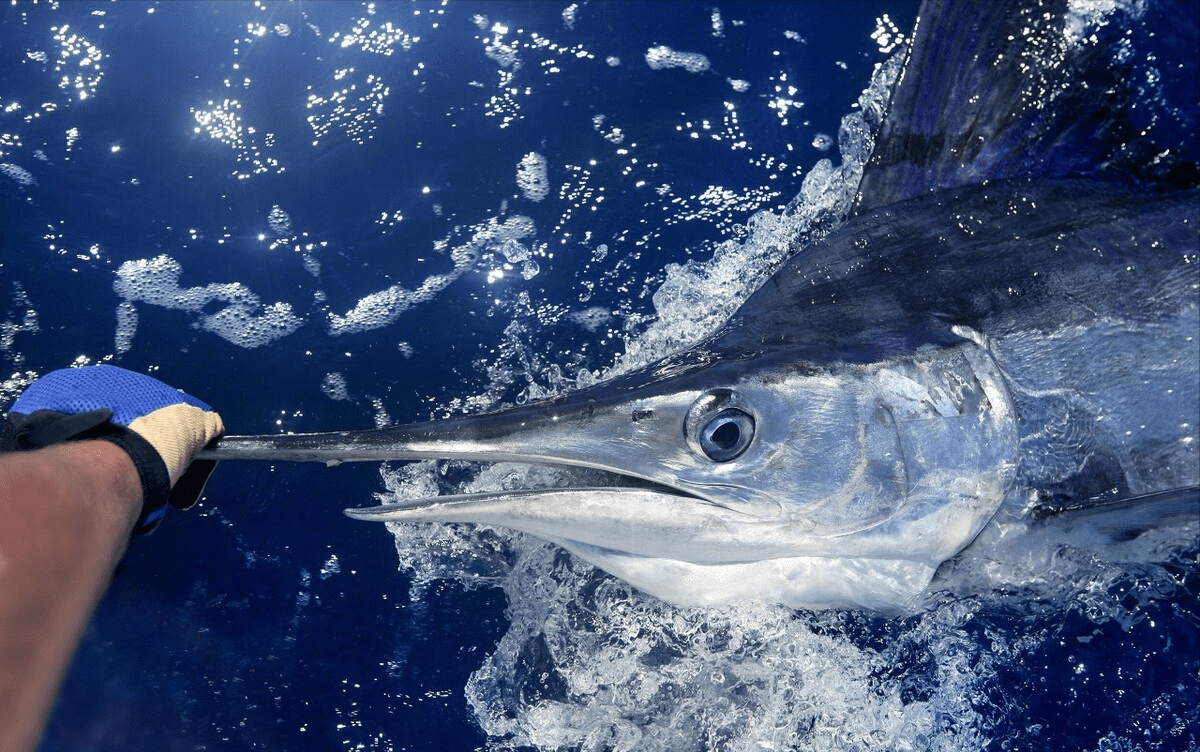 剑鱼:执利剑闯怒海,刺穿55厘米船板,连鲨鱼和人类也不放在眼里_猎物