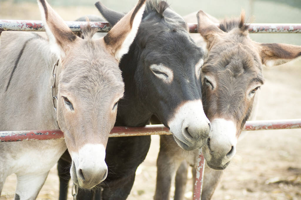 原创骡子怀孕必死骡子为何无法生育都是马与驴子惹的祸