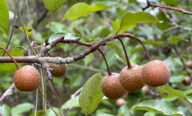 云南大山里邂逅"野橄榄",味道先酸涩后回甘,最好吃