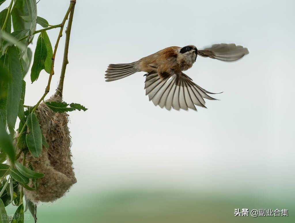 世间生物雌雄_世界上雌雄_世间生物雌雄的区别