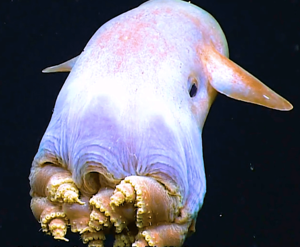 接着上期说到的奇葩怪异生物今天看看不一样的四不像