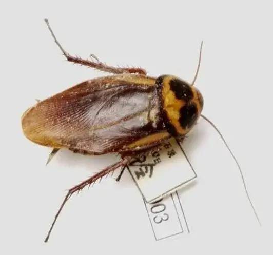 美洲大蠊国外小蠊秘鲁巨人蜚蠊伪死人头蜚蠊死人头蜚蠊侏儒马岛发声