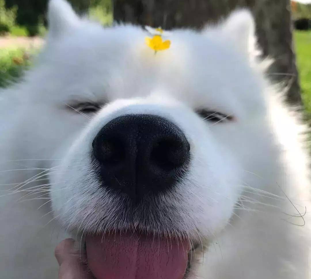 别人家的萨摩又懂事又乖巧还颜值特别高喜欢这样的狗狗