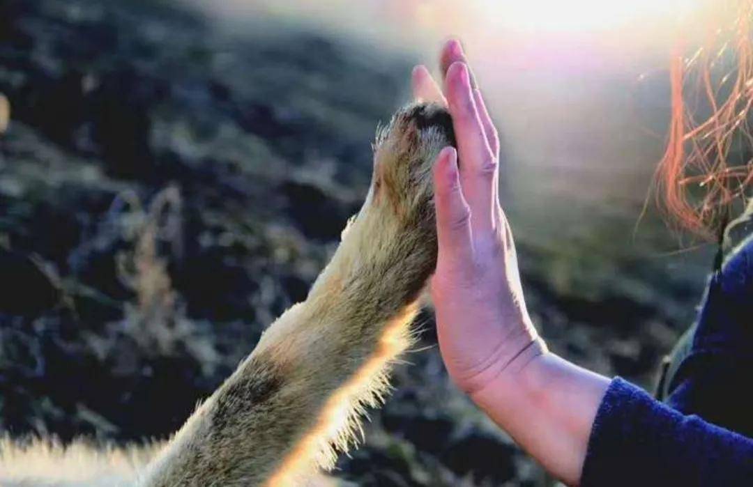 原创这个女人把狼当儿子带回家家人和朋友都害怕她会怎么做呢