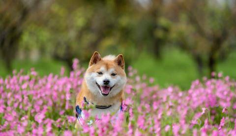 到了夏季应该预防柴犬的哪些传染病呢 体温 症状 疫苗 到了夏季应该预防柴犬的哪些传染病呢 体温 症状 疫苗