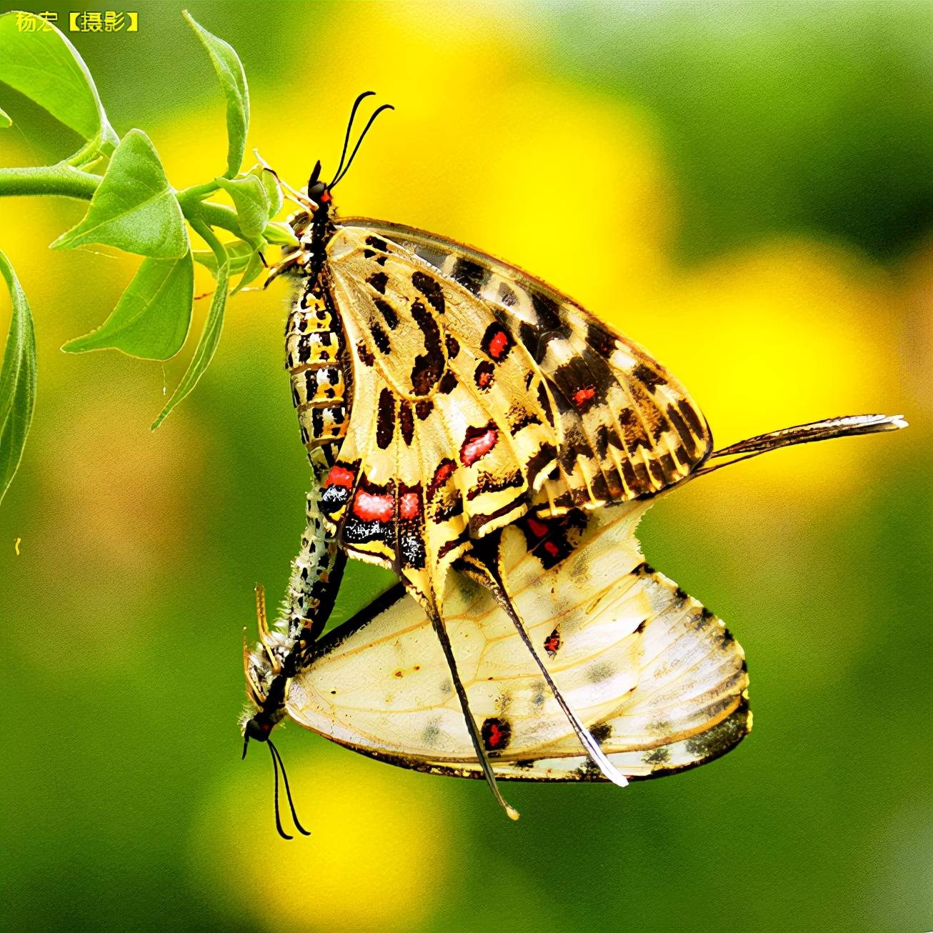 中国蝴蝶丝带凤蝶属生态照片杨宏摄影系列第4集图文