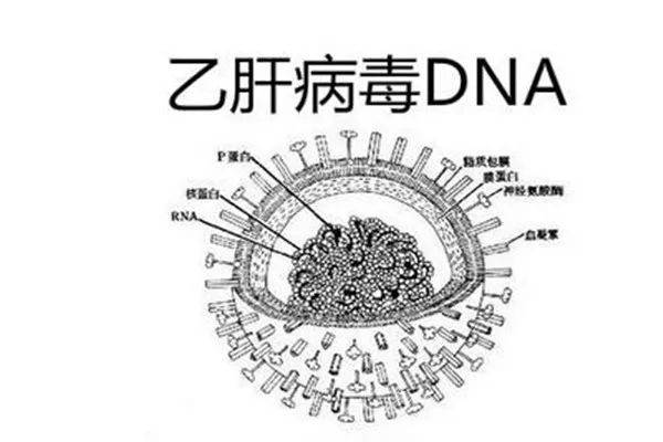 4乙肝病毒dna检测结果差异大三阳:患者hbv-dna阳性比较多,表示体内