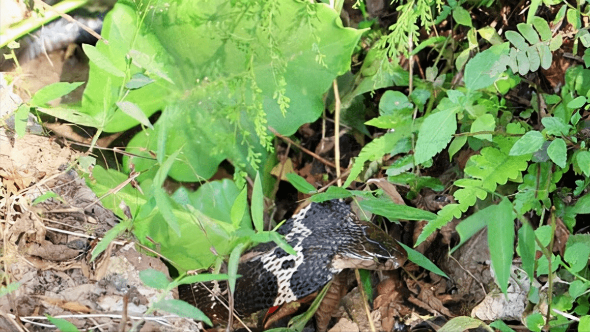 原创蛇出没广西城市最常见的两种毒蛇5月最危险为何不能捕杀