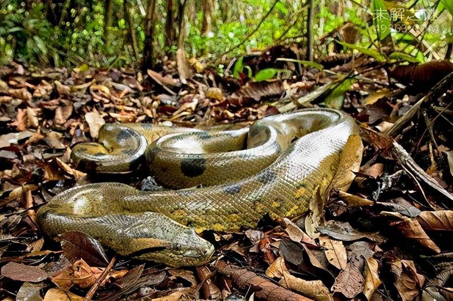 原创世界上最大的蛇吉尼斯认证89米的吃人巨蟒绿水蟒