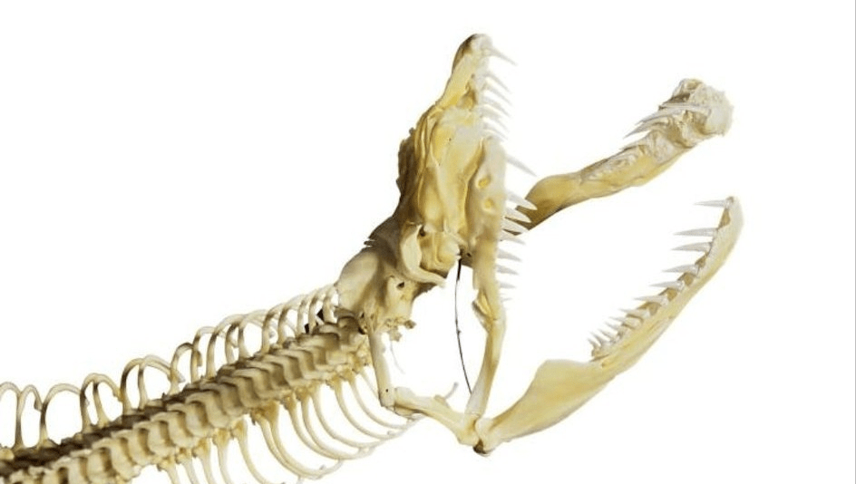 黄鳝的解剖骨架图图片