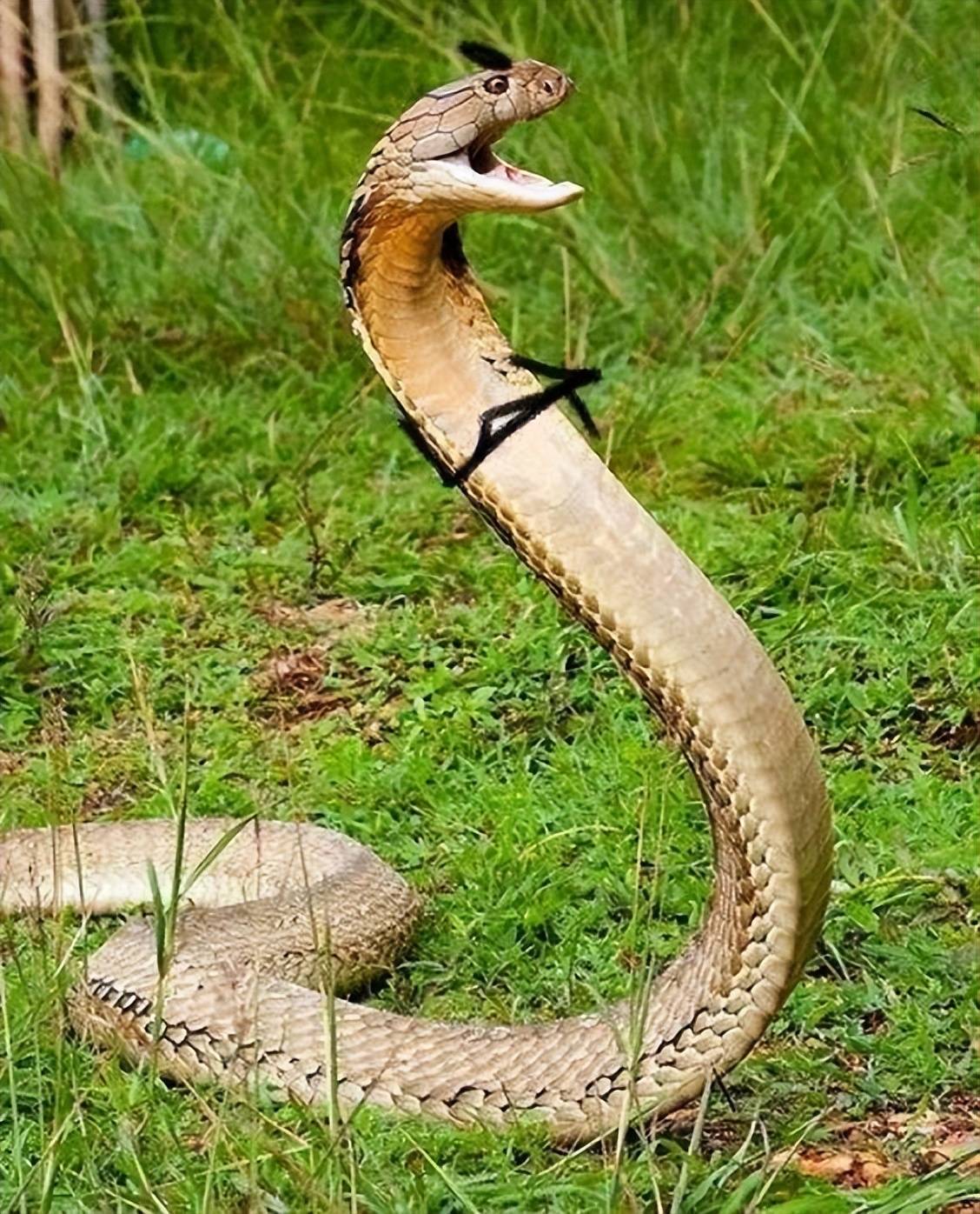 眼镜王蛇最怕什么蛇图片