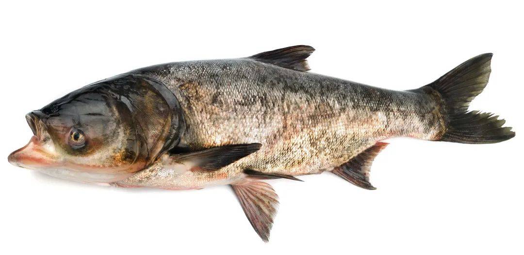 原创
这6类食物容易有寄生虫,最后1类少有人知道
一、容易含有寄生虫的7类食物二、如何避免寄生虫感染不想感染寄生虫,除了别生食,这8点也要注意