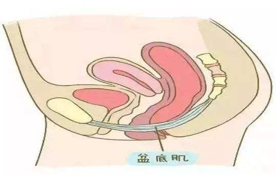 这一肌肉群犹如一张吊网,尿道,膀胱,阴道,子宫,直肠等脏器被这张