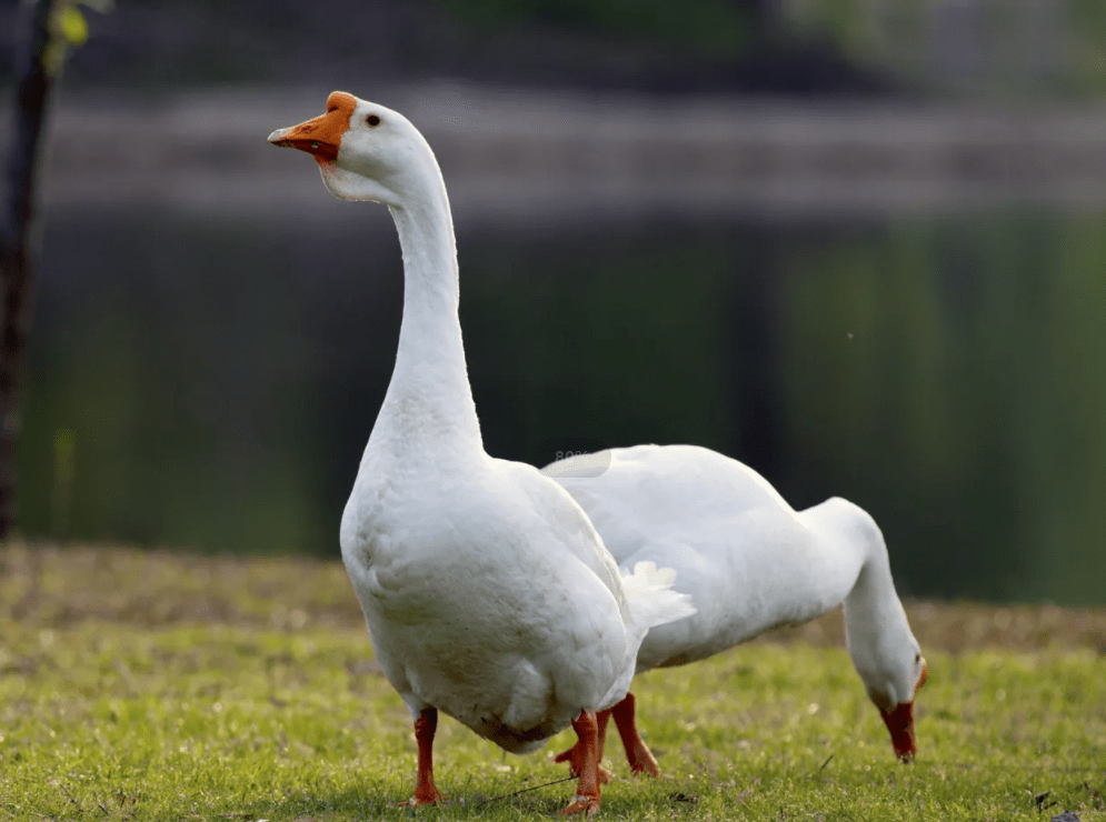 鹅吃食不长肉怎么办有哪些养鹅催肥的方法