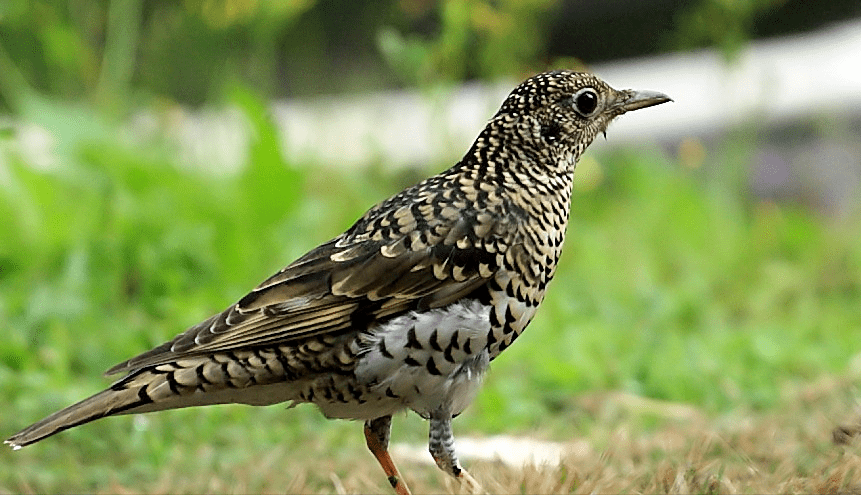 560张鸟儿高清图之鸣禽(一)_金丝雀_朱雀_鸟类