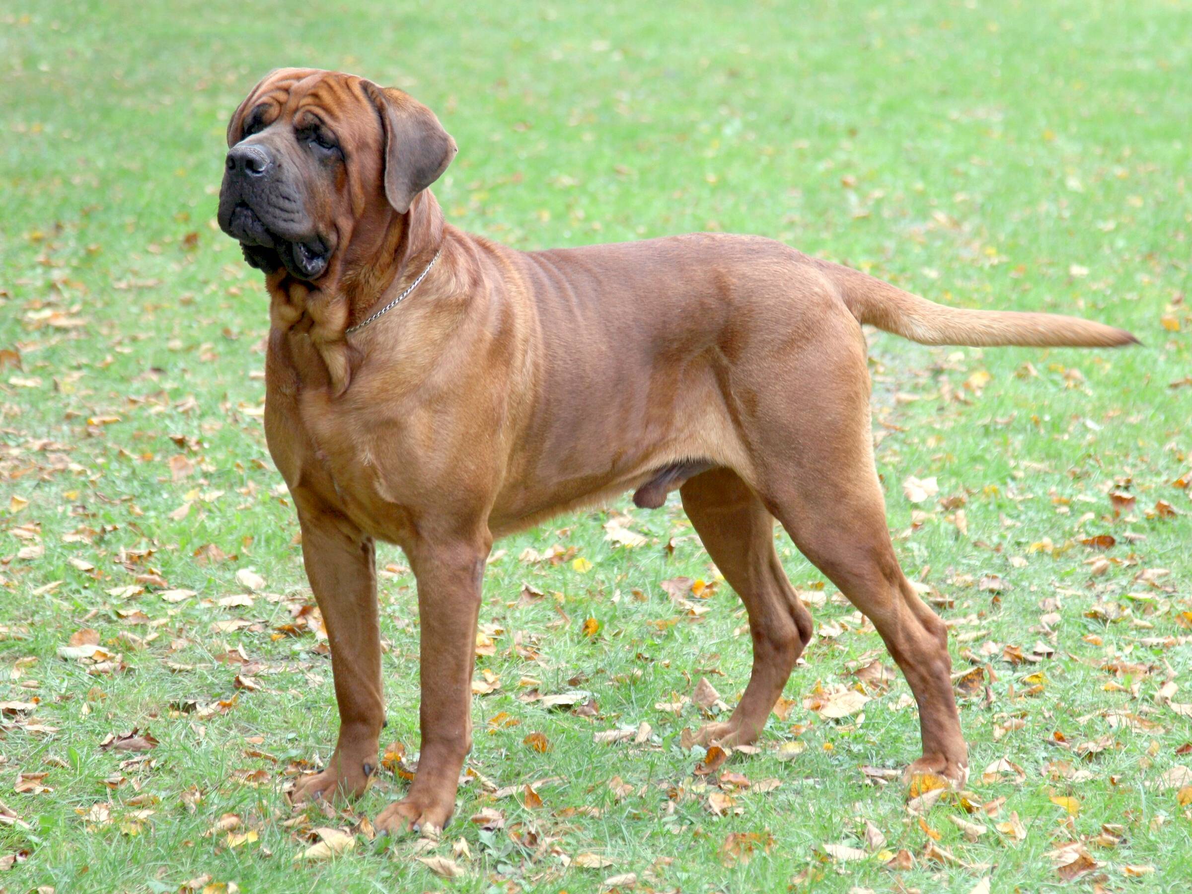 卡罗斯vs土佐犬,如果这两种猛犬正面硬肛,谁会笑到最后?