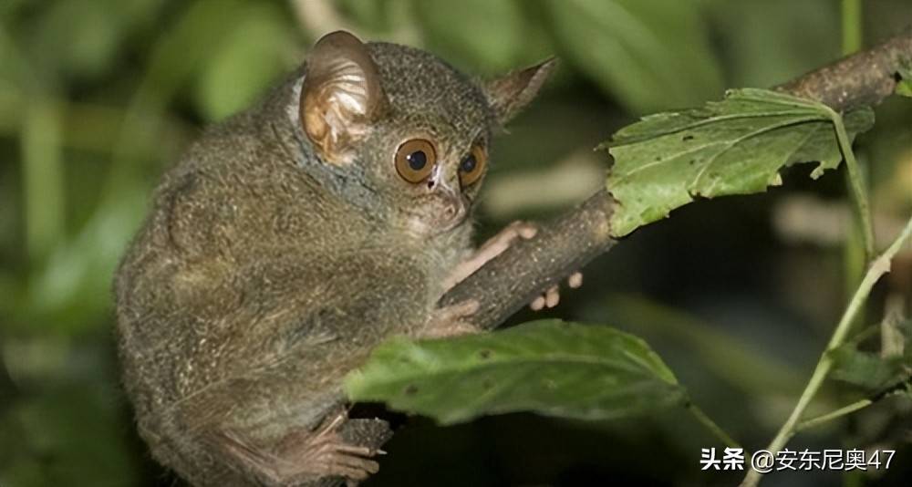 原创灭绝又被发现的10种动物