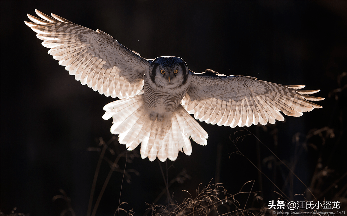 原创600万年前猫头鹰竟然不是夜猫子