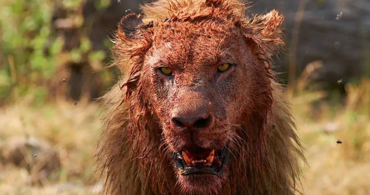 原创鬼獒vs狮子如果藏獒之王单挑猫科一哥谁会活到最后呢