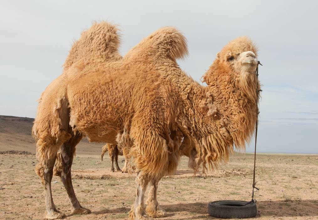 原创骆驼没天敌吗5吨重的大象都能被吃却没有食肉动物吃骆驼