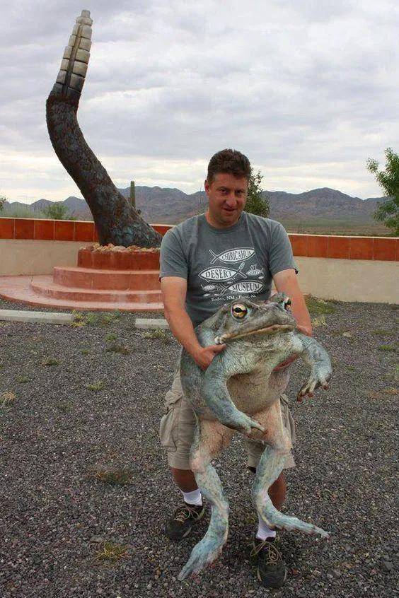 藏在深林里躲得过天敌,却躲不了非洲网民的捕猎_动物_青蛙_猎物