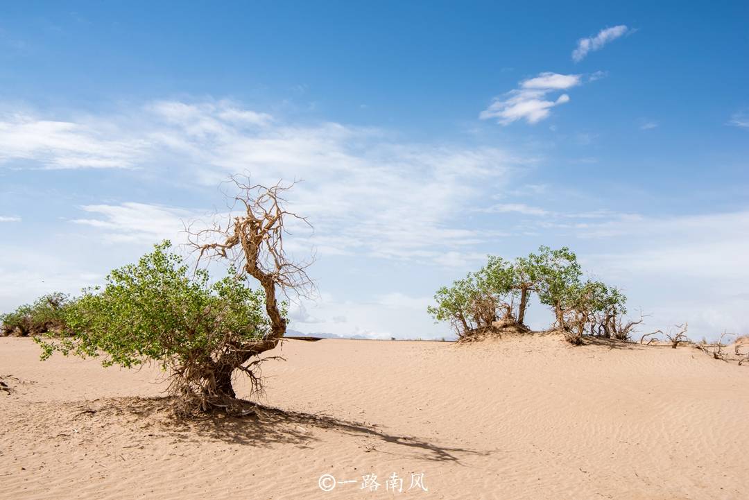 荒漠中生长着一种奇树，三千年不死，现在是格尔木的梦幻景观