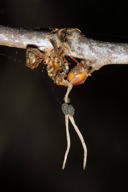 动物界的真实僵尸_蚂蚁_寄生虫_真菌