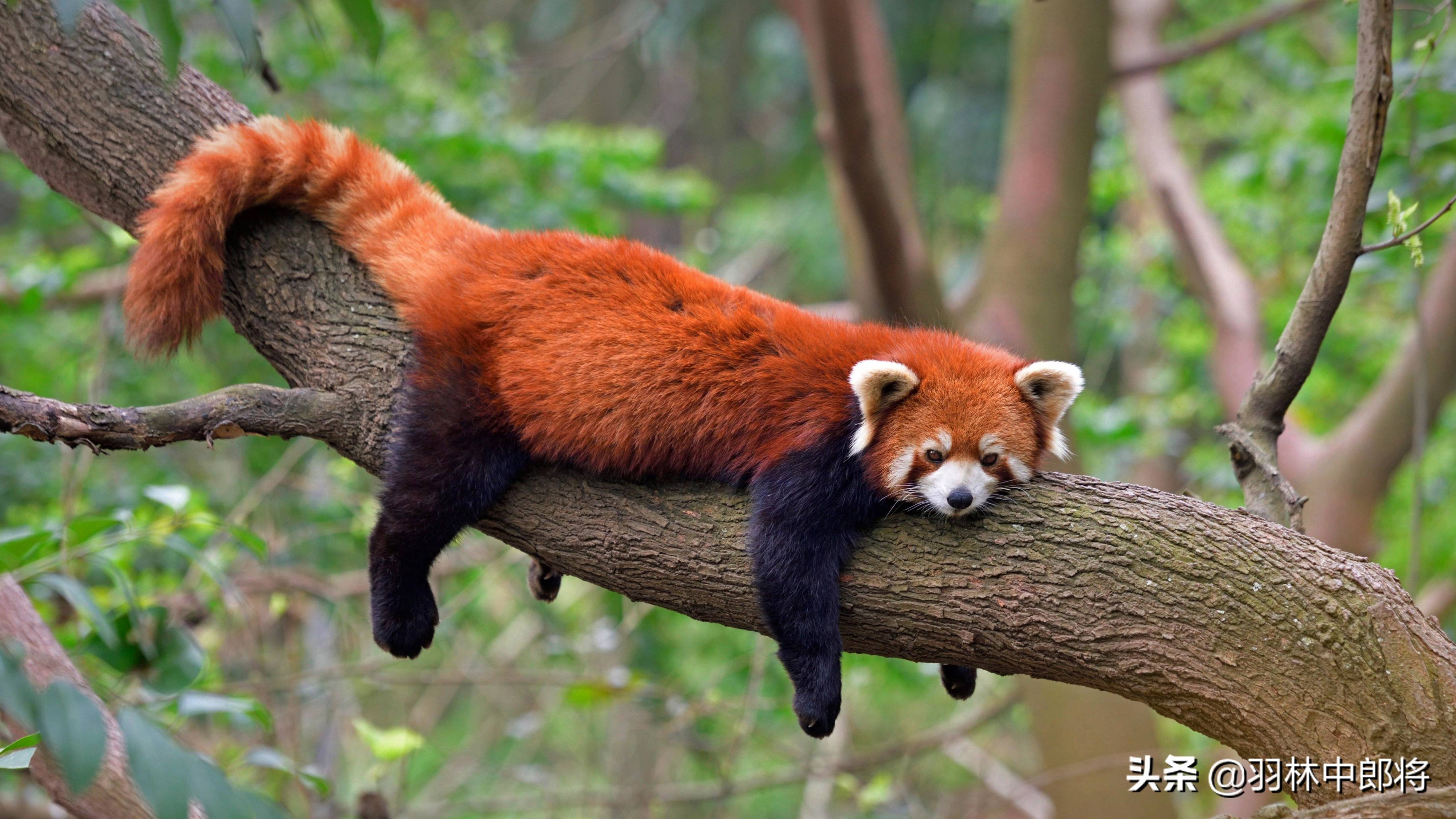 四川成都熊猫基地的小熊猫