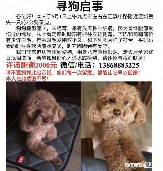 寻狗启事寻猫启示宠物走失寻宠信息0220220708