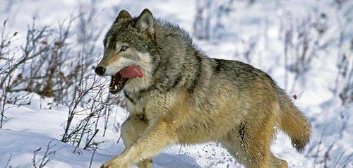 两头北美灰狼打得过一只藏獒的对手?还是说需要三头狼?