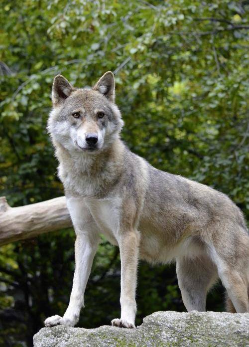 原创狼崽病重母狼进村求助一直趴在地上摇尾巴