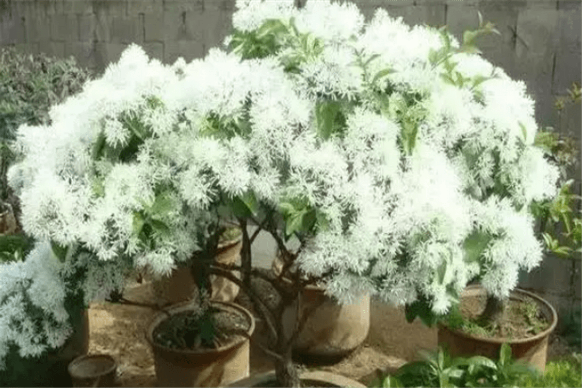 流苏树人间真的有四月雪就在华源发