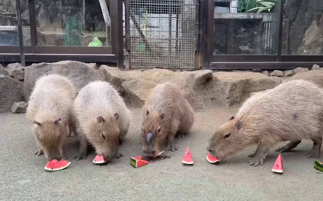 原创为什么水豚到春季就要泡柚子温泉超萌水豚君小知识一次告诉你