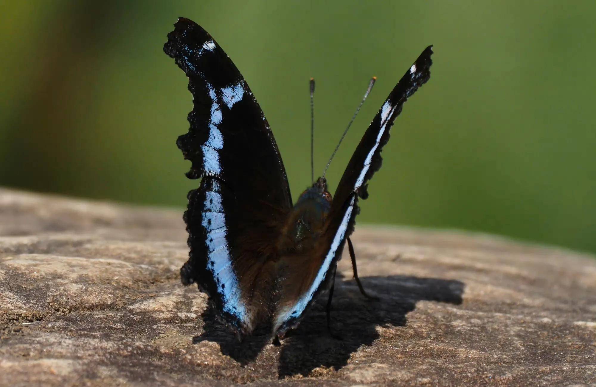 灰蝶(十七)毛眼灰蝶(十八)北黄粉蝶(十九)刺胫弄蝶属(二十)白带黛眼蝶