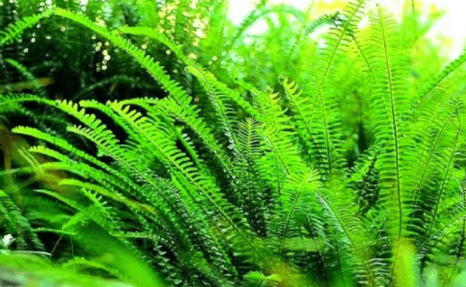 农村常见野草人称蜈蚣草是治跌打损伤良药如今价值昂贵