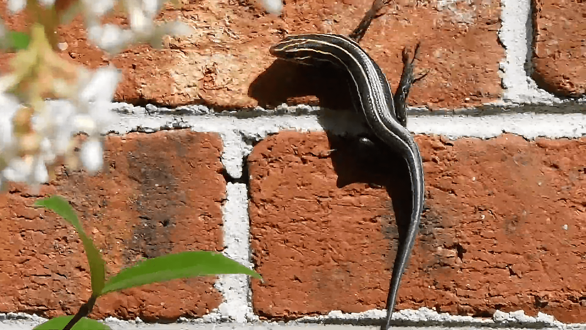 原创农村常见的狗婆蛇喜欢晒太阳见人就跑它对人是否有危害