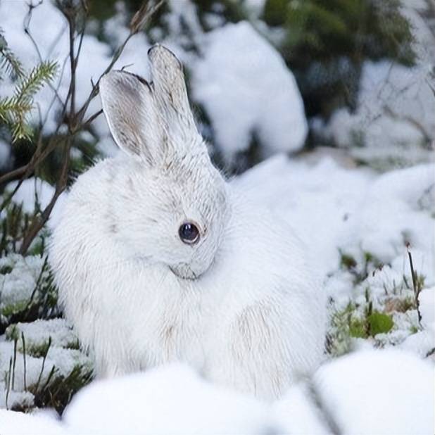 原创澳美印魔蛇吃掉16只雪兔新疆蛇雕出击